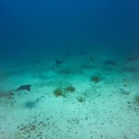 Galapagos Travelers   27092019 15