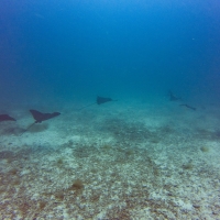 Galapagos Travelers   27092019 17