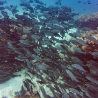 Galapagos Travelers   27092019 23