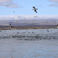 Galapagos Travelers   27092019 39